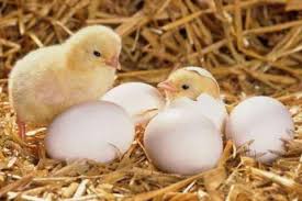 Lý do phổ biến và lời khuyên thực tế